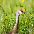 Sandhill Crane, Fairbanks, Alaska